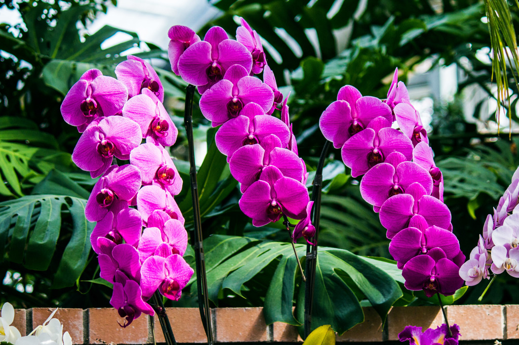 富山県中央植物園の洋蘭