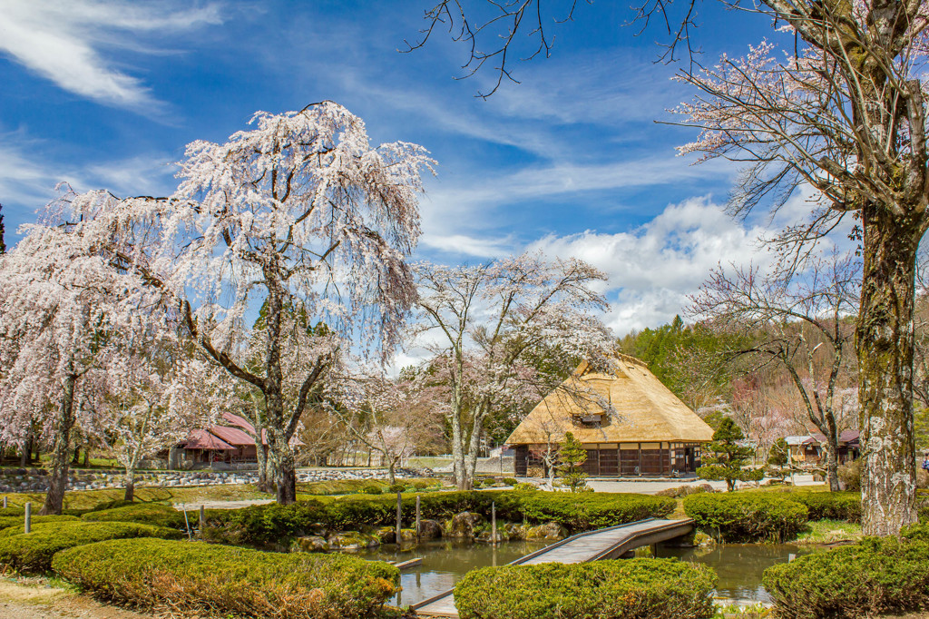 春の「荘川の里」