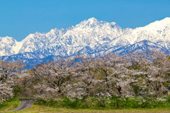 神通川水辺プラザの桜