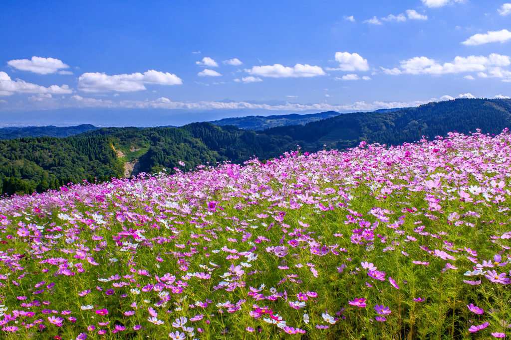 夢の平スキー場のコスモス畑