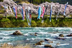 和良川の鯉のぼり