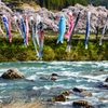 和良川の鯉のぼり