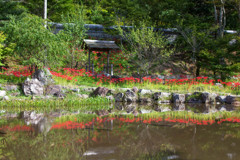 大智寺の彼岸花