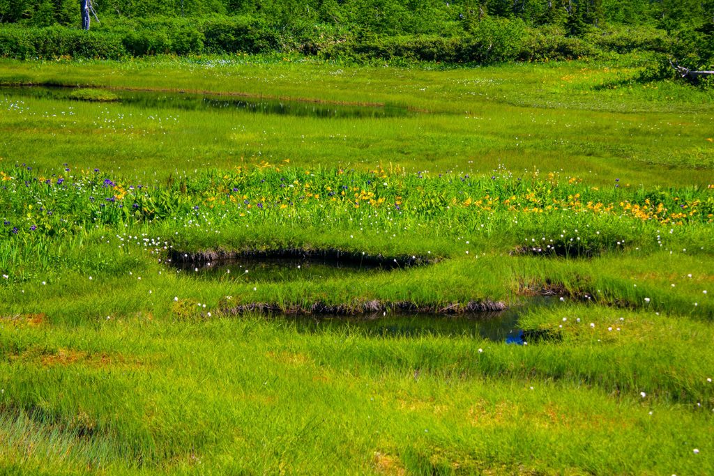 栂池自然園