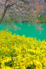 庄川水記念公園のヤマブキ