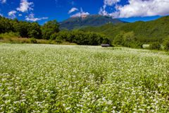 開田高原のソバの花と御嶽山