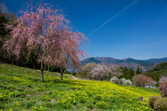 伊奈川地区大野の福寿草