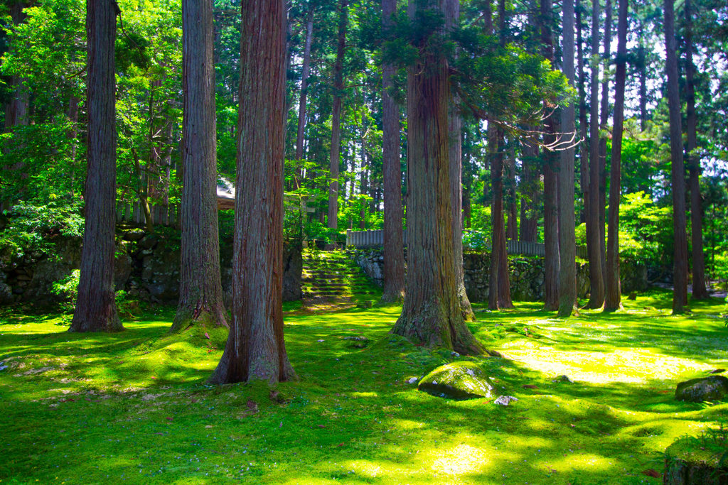 「苔寺」 白山平泉寺