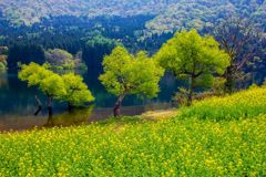 北竜湖の菜の花