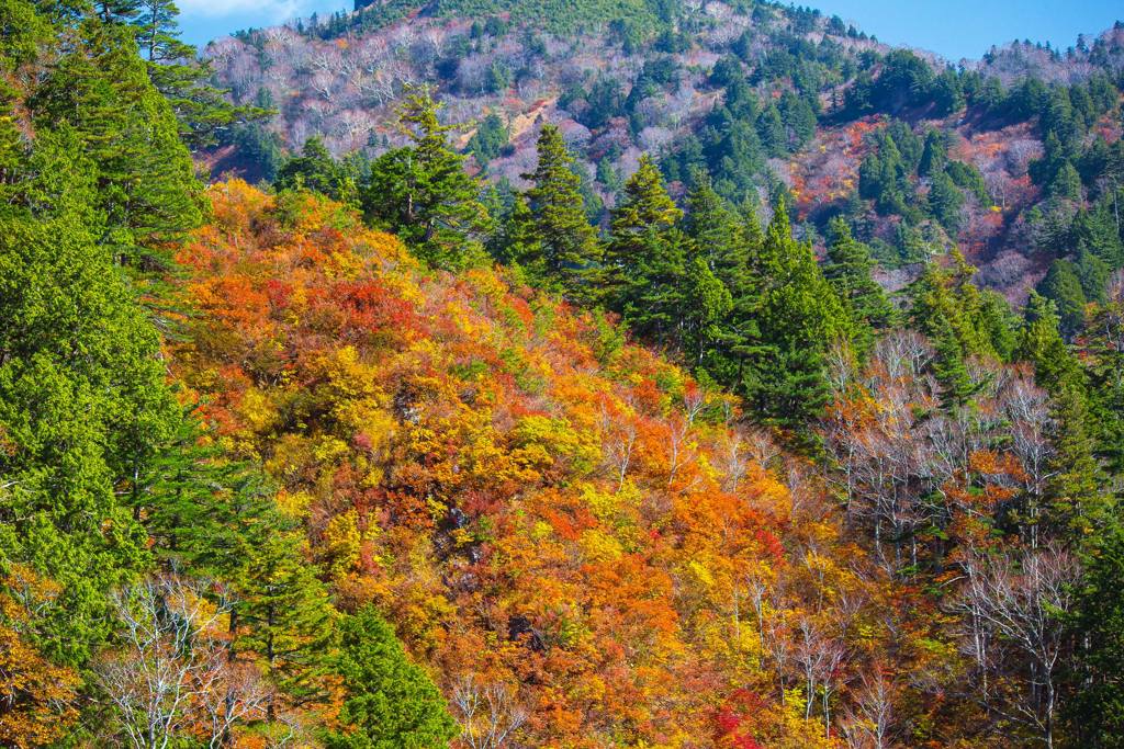 白山白川郷ホワイトロード