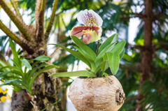 富山県中央植物園の洋蘭