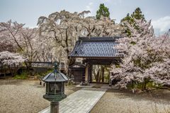 谷厳寺の桜