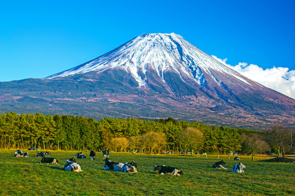 牧場と富士山