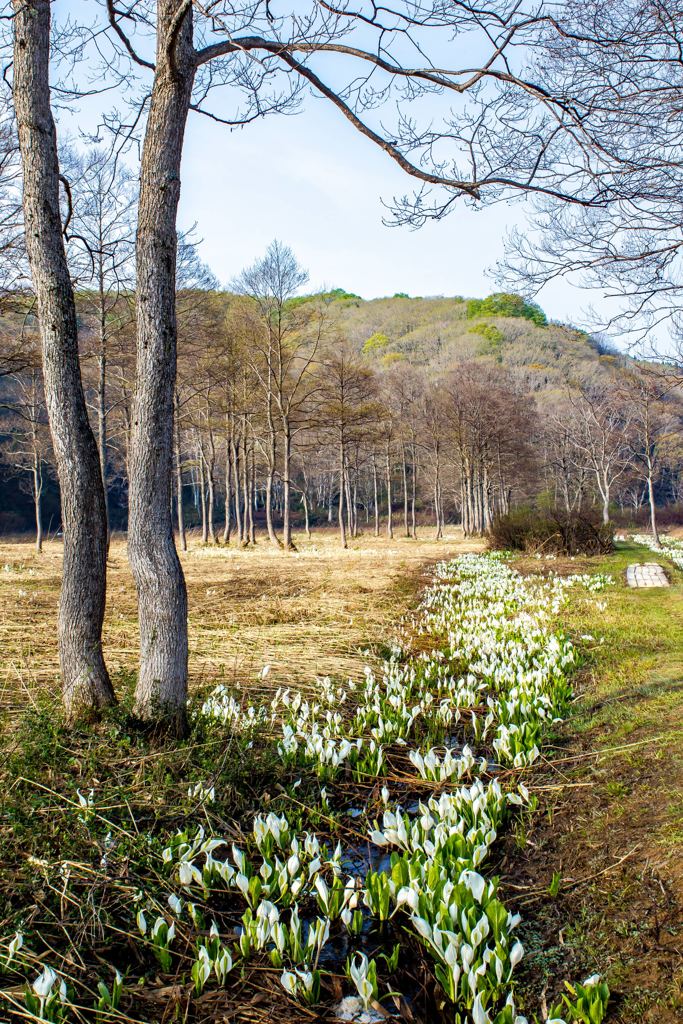 沼の原湿原
