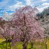 卯辰山公園の桜 