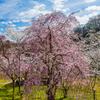 卯辰山公園の桜 