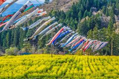 アルプス展望広場夢の駅 菜の花