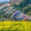アルプス展望広場夢の駅 菜の花