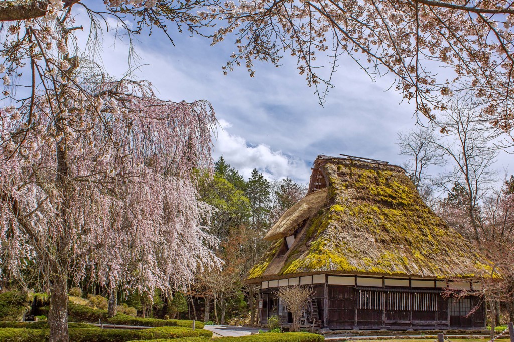 春の「荘川の里」