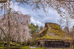 春の「荘川の里」