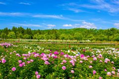 富山県薬用植物指導センターのシャクヤク