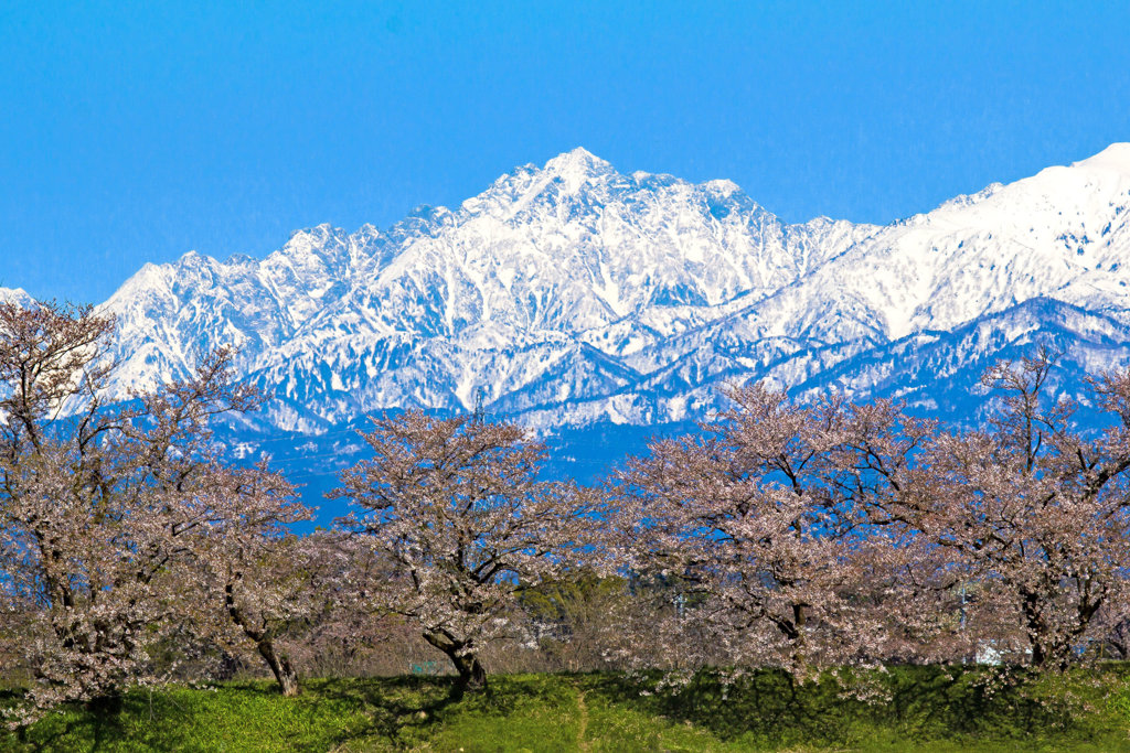 神通川水辺プラザの桜