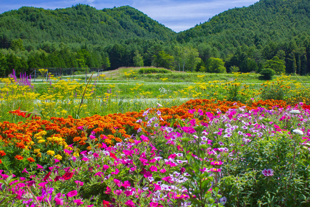 開田高原の花畑