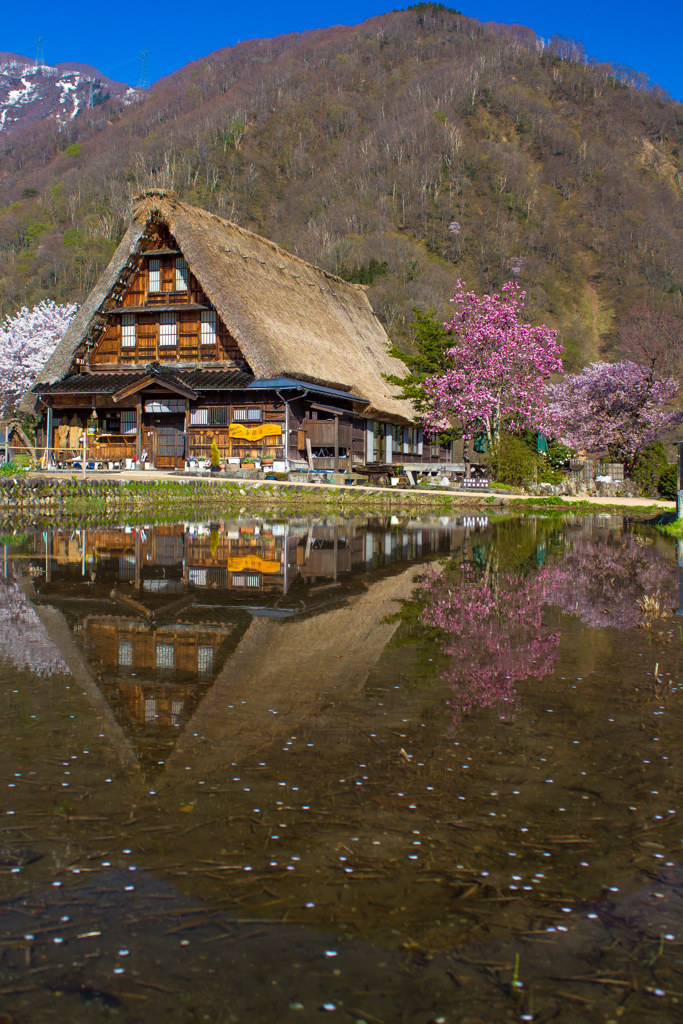 菅沼合掌造り集落と桜