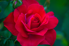 富山県花総合センターの薔薇