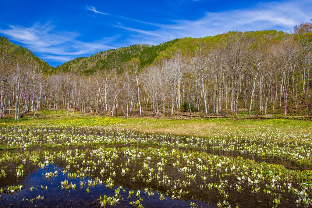 池ヶ原湿原の水芭蕉と立金花