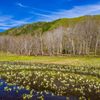 池ヶ原湿原の水芭蕉と立金花