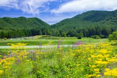 開田高原のオミナエシ