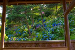 太閤山ランド紫陽花園