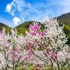 勝原花桃公園