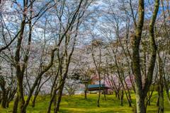 卯辰山公園の桜 