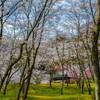 卯辰山公園の桜 