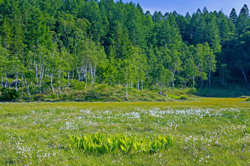 田の原湿原