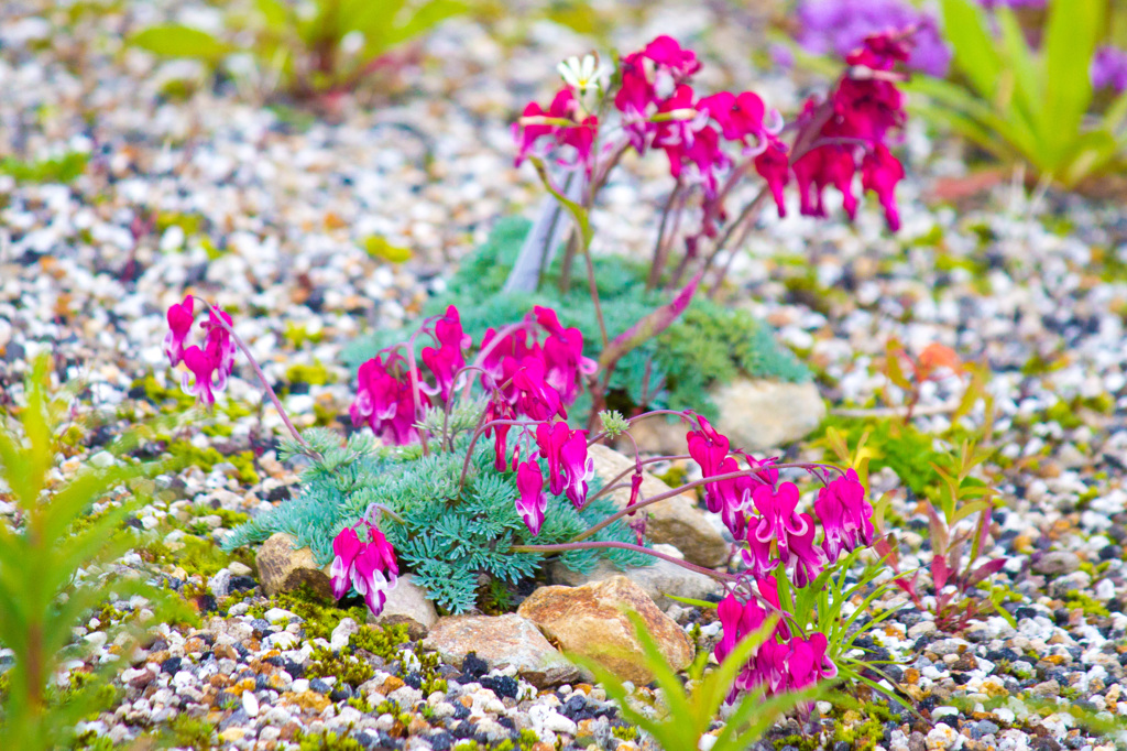 16.07.01白馬五竜高山植物園a15