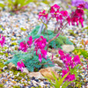 16.07.01白馬五竜高山植物園a15