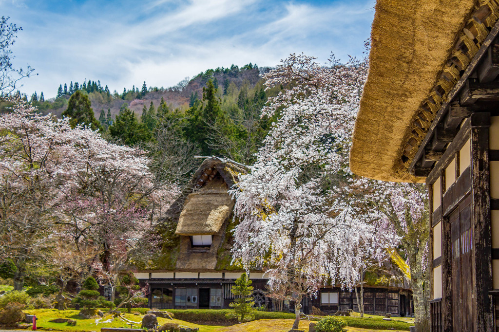 春の「荘川の里」