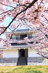 桜