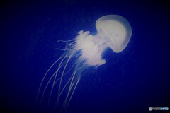 jellyfish♂