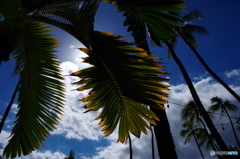 in Hawaii 2