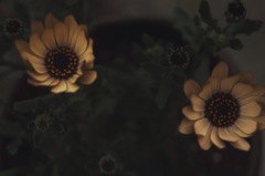 Silent Flowers