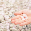 桜と手
