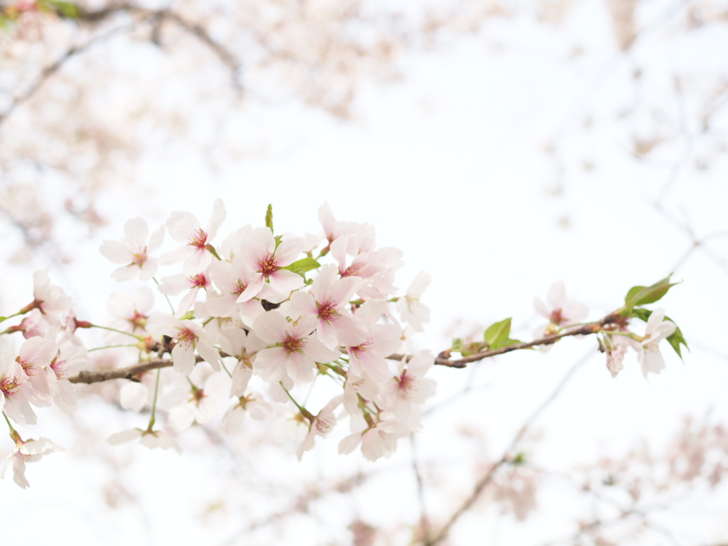 桜