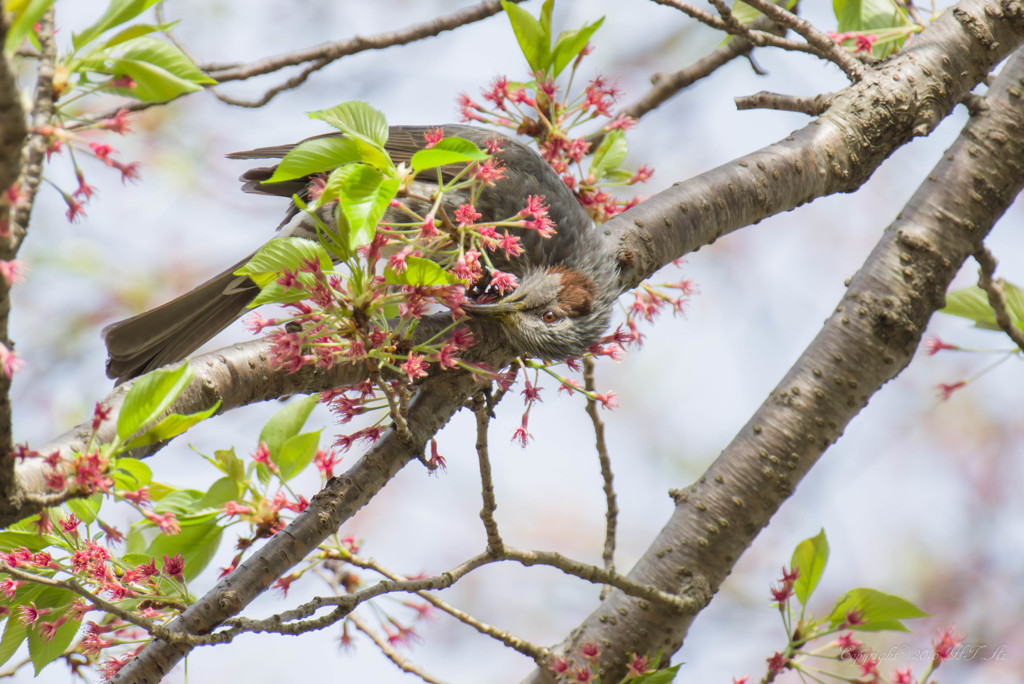 桜はもう散りましたけど？