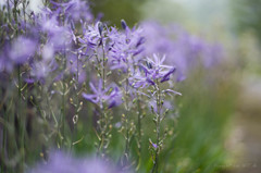 K-1 ＋ FA77 F1.8 Limited