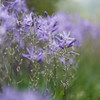 K-1 ＋ FA77 F1.8 Limited