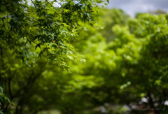 K-1 + FA43 F1.9 Limited